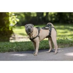 PetSafe CareLift Hebegeschirr Für Hunde Beige/ Schwarz M -Ruffweal Verkaufe 00230fc493a2fa8245378b8cc6046073102c120f 1481153 de DE 15acbfa97ec816b0798a5969f11ddf9e37fad4caUd8lts