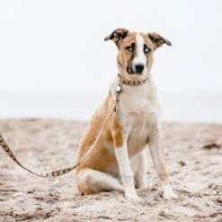 THE DOG IDEA Boho-Chic Hundeleine Mokka 1,2 M 7 THE DOG IDEA Boho-Chic Hundeleine Mokka 1,2 M -Ruffweal Verkaufe 09397dea743ee3b07e30af14630ff5f27f466a42 1662742 de DE 9bc90818d545e8f8a07dc974f64148ef5ceda9e3dXCdpN