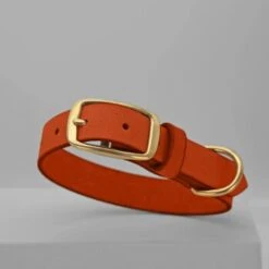 THE DOG IDEA Leder Halsband Orange M -Ruffweal Verkaufe 12b037fcd21444157e1d45a6d5fe2ee513fb1836 1674196 de DE 5978bd7e64f16150cd3183d9e93e99db73128fa2XPyfWy