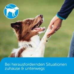 ADAPTIL Calm Halsband Anti Stress Erziehungshalsband S-M -Ruffweal Verkaufe 18c946a752892f4e19b912cbebf4186fdea7e93c 1204441 5