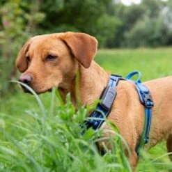 Fressnapf GPS-Tracker Für Hunde 13 Fressnapf GPS-Tracker Für Hunde -Ruffweal Verkaufe 18e4a8581365b5e030e3aa7f88c1cb6599cf6c82 2 Milieux 800x800