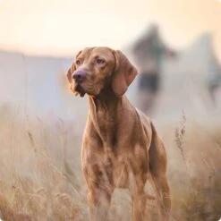 REAL NATURE Junior Kalb & Huhn 6x800 G -Ruffweal Verkaufe 2a7e6cb20be89e03efc3fb044f52385d1267f3cd 1314110 de DE Real Nature Original Dog bild 2