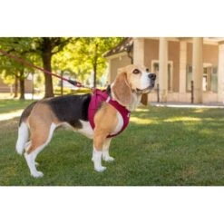 Curli Vest Harness Clasp Air-Mesh Grün XXXS -Ruffweal Verkaufe 3b9abfbc9874e460fff62c18cadc5f17cd95dc04 1375075 de DE curli photoshoot 594