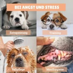 BeG Buddy [2-er] Leckmatte Für Hunde / Katzen, Schleckmatte Mit Saugnäpfen -Ruffweal Verkaufe 4a9b8a291baf5e718e0f4039d5ac92c5afd61fba 1457253 de DE d924f0bb8e68101ebbb22782b82d5b2a367631bd9eQU5p