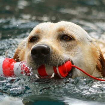 ROGZ Lighthouse Schwimmender Leuchtturm 2 ROGZ Lighthouse Schwimmender Leuchtturm – Bild 2