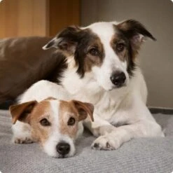 SELECT GOLD Sensitive Junior 12x100g -Ruffweal Verkaufe 6abb6915af23c615d0cf74853b0a3bb663e7931c 1096086 de DE 4 Select Gold Dog 11