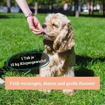 BeG Buddy Gelenk Fit Tabletten 2 BeG Buddy Gelenk Fit Tabletten – Bild 2