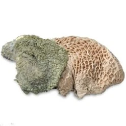 ProCani Buy Nature Pansen Grün 16x500 G 5 ProCani Buy Nature Pansen Grün 16x500 G -Ruffweal Verkaufe 71a8a83dd756fbb16781bf6cc22fc4476cf3d110 1408847 de DE Pansen Napf Aufsicht 2