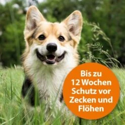 Ardap Spot-On Für Hunde M -Ruffweal Verkaufe 754cb0999b71200c7309e0ceebfa48c781455c5a 1150898 de DE 985bac0b3c4e553309f761cccdf8a28957d958admDXlh4