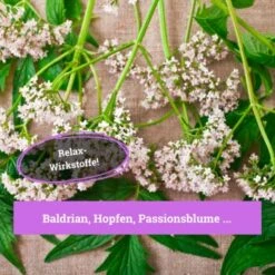 BeG Buddy Beruhigungsmittel Anti Stress 7 BeG Buddy Beruhigungsmittel Anti Stress -Ruffweal Verkaufe 7c3846491df427de932f09e57699b9a6d324d947 1457250 de DE c55bd45ac79813393a79e368d342148cdba9e2f0PJmATI