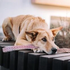 THE DOG IDEA Boho-Chic Hundeleine June 1,2 M 6 THE DOG IDEA Boho-Chic Hundeleine June 1,2 M -Ruffweal Verkaufe 803101f3242a39efaaa93e667a4c0ccc0534c558 1662738 de DE 9ae6d8cc0853bff05aacc9fa71108f2141b94818Xy2XA2