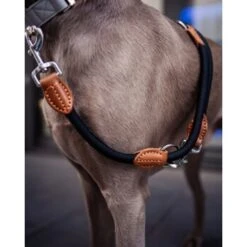 Freudentier Runde Hundeleine Aus Nylon -Ruffweal Verkaufe 942823ebee2576e7111c9820cf93fb6b8f379a00 1427873 de DE f4a19ef1aa2e778fccfb3d16d99a43d437f8d911gIlxrp