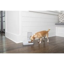 PetSafe Futterautomat Für 2 Mahlzeiten -Ruffweal Verkaufe 98670f242f118bad629edcf021dc784c6a55633d 1343837 2