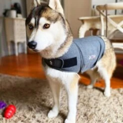 Thundershirt Beruhigungsweste Grau XS 19 Thundershirt Beruhigungsweste Grau XS -Ruffweal Verkaufe 9a1e301e33f1361e91f7c9989e135033c3825116 854880001141.PT09