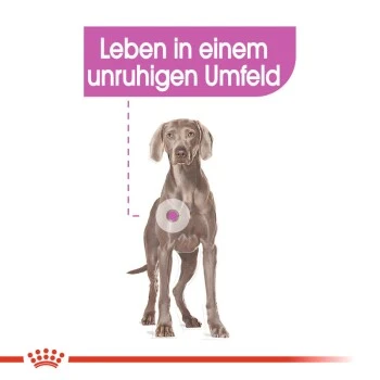 ROYAL CANIN Relax Care Maxi 9 Kg 7 ROYAL CANIN Relax Care Maxi 9 Kg – Bild 7