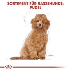 ROYAL CANIN Poodle Puppy 3kg -Ruffweal Verkaufe ac7beaf6b1c5c47c9c7e099b992a7cd84099c8bf 01c5ba0266cc652d370d5594f42dbb0eaf31ac7b