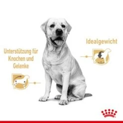 ROYAL CANIN Labrador Retriever Adul Stückchen In Soße 10x140g -Ruffweal Verkaufe aeb19e4cdbaaca5cbebad4d6e972e6da4799c103 97daf81f0e230cf8456b48a254b246e5816be7c2