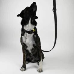 THE DOG IDEA Biothane Hundeleine Schwarz Schwarz 4 THE DOG IDEA Biothane Hundeleine Schwarz Schwarz -Ruffweal Verkaufe afe60fdbd5feb621ccb0a1f4277462156a020779 1481093 de DE 835a64851ed4ae9d3d3b76fa5d30d7442fc1114dmYpXWe