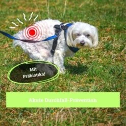 BeG Buddy Magen & Darm Tabletten Hund, Präbiotika Zur Darmsanierung, Verdauung, Durchfall, Blähungen -Ruffweal Verkaufe b0d65155feb4f347029c2e627c9f0e9c45789363 1653264 de DE da65fb892d0dc31e170c6ff3f6c017433aa6740bha5fye