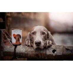 DOG'S LOVE Adult Classic 6x400g Rind Mit Apfel & Spinat 3 DOG'S LOVE Adult Classic 6x400g Rind Mit Apfel & Spinat -Ruffweal Verkaufe b265cad761a7a9214b7bf0254311225958eade7f 1274549 1