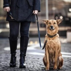 THE DOG IDEA Biothane Hundeleine Gold Navy -Ruffweal Verkaufe b460ac897faf476265511864dc94065d4cfbb4bc 1655430 de DE 01b2176a917ca11ea55be7a01d9a2ab678a246c6RmM1Wk