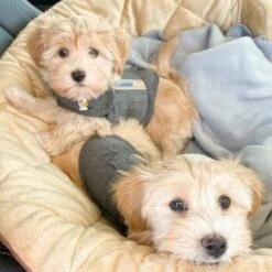 Thundershirt Beruhigungsweste Grau XS 18 Thundershirt Beruhigungsweste Grau XS -Ruffweal Verkaufe b73ccfbb685e050e9f2290d960047b91d2dcc354 1102942 3