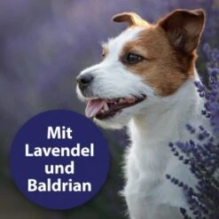 Canosept Beruhigungshalsband 7 Canosept Beruhigungshalsband -Ruffweal Verkaufe b86b5f92ea7802d36b06b0d7cd3c93cc87741d4f 1265538 de DE 00de585460154788ef028c7082c84ed32881a867QwLvOz