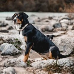 THE DOG IDEA Boho-Chic Halsband Nude S -Ruffweal Verkaufe bd143607b5a37bfe3935f3c11e119e99ebcdd00a 1662749 de DE b0e815e9f94d2e5fac2e82e30eba142c4805189alV1Qmy