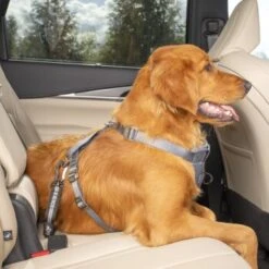 Kurgo Swivel Tether Hunde-Sicherheitsgurt 15 Kurgo Swivel Tether Hunde-Sicherheitsgurt -Ruffweal Verkaufe c98a15677fc1e1c0088cc106fa72aafcce31bfb5 1481164 de DE 10f0e4a045b293db8a7afa74d0d304771f3abc73tkmK3m