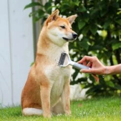 Schlitzohr Unterfellbürste Cookie -Ruffweal Verkaufe c9cd59c081d200ca81ad0c82605d0c00181da6d3 1484682 de DE 6b20efbbad12aeb1dc053be9b5fd63024dae5828w0Fa0l