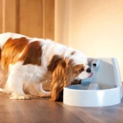 PetSafe Drinkwell Trinkbrunnen Original, 1,5 Liter -Ruffweal Verkaufe cb67b5accb6fdd9ec3530e007fd4ef1689efc995 0a695b0c941d72c4fef9fa23bc6300c73cab799d