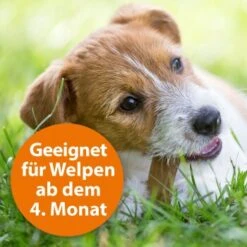 Ardap Spot-On Für Hunde M -Ruffweal Verkaufe cc8226a4311440444ba61845d05b9ea4b0fb5388 1150898 de DE eaa998d5d9a4dddabb20499675a876ce02b34af5Ub2MBM