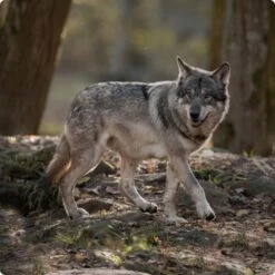 REAL NATURE WILDERNESS True Country Junior 16x100g -Ruffweal Verkaufe d8df16d01d44eca47dceb4029baf88ff4ded8402 1248542 de DE Real Nature Wilderness Dog bild