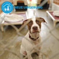 ADAPTIL Calm Halsband Anti Stress Erziehungshalsband S-M -Ruffweal Verkaufe d9bbd74a63f2c6a012923d517365dbb7e82e2006 1204441 9