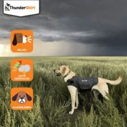 Thundershirt Beruhigungsweste Grau XS 12 Thundershirt Beruhigungsweste Grau XS -Ruffweal Verkaufe dba829e1909f5c4f6710e4085b27664b9bf6ac3e 1102942 2