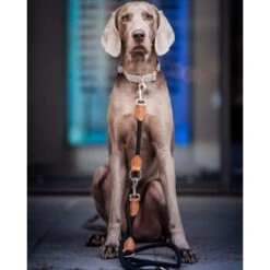 Freudentier Runde Hundeleine Aus Nylon -Ruffweal Verkaufe e043e3babe1da676083594f11784249ed4e700a3 1427873 de DE 7614b620bfe486fc2f3e63c25887ac1926715cda6Q1ahb