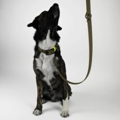THE DOG IDEA Biothane Hundeleine Khaki Neon Gelb -Ruffweal Verkaufe e1cbccd5b472d99b02387760660a194e1e07fcdc 1481061 de DE 576fb6ac0be88ebad1a710e2ae9020e891dda271Mtc0vB