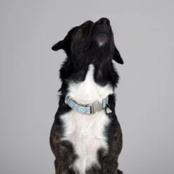 THE DOG IDEA Boho-Chic Halsband Sky S -Ruffweal Verkaufe e4b3c21c18cb662f31589c64dbf999f08cc7dd71 1485276 de DE 04533c3b55e4cd6d5cfc78f632290e4fe1832996kXES09