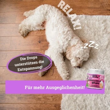 BeG Buddy Beruhigungsmittel Anti Stress 4 BeG Buddy Beruhigungsmittel Anti Stress – Bild 4