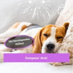 BeG Buddy Körbchen Spray Beruhigung Stress 9 BeG Buddy Körbchen Spray Beruhigung Stress -Ruffweal Verkaufe ed46f42d90e9c2090e66970bc3c9598896831909 1669471 de DE 768bad740b864a3e328c301b094e7af58dea17cfBPOCDN