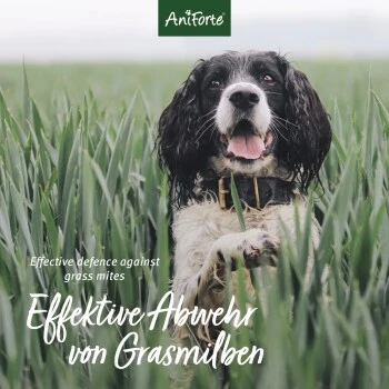 Aniforte Grasmilben-EX Spray Für Hunde 500ml 3 Aniforte Grasmilben-EX Spray Für Hunde 500ml – Bild 3