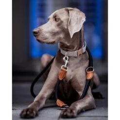 Freudentier Runde Hundeleine Aus Nylon -Ruffweal Verkaufe f8f256cdaeb1acde6809a45a599bd9fdb3390343 1427873 de DE 6abe2bc9d23b4a9d0cec286f93299c2255c7c0f6NATb9C