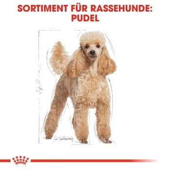 ROYAL CANIN Poodle Adult In Soße 12x85g 3 ROYAL CANIN Poodle Adult In Soße 12x85g – Bild 3