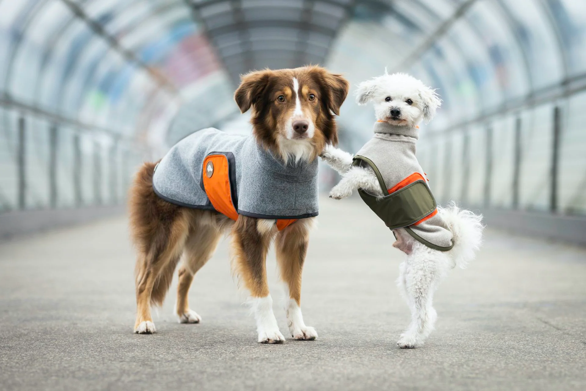 Ruffweal Verkaufe -Ruffweal Verkaufe NB2A2405 Bearbeitet