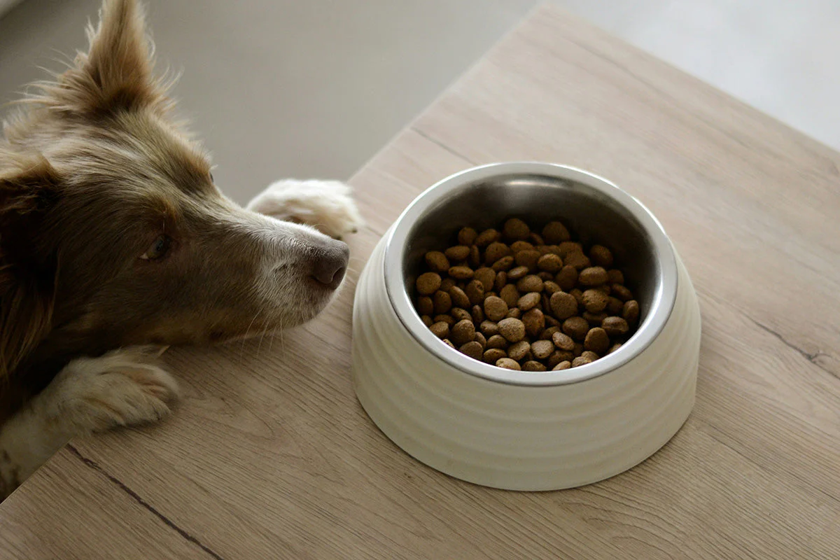 Ruffweal Verkaufe -Ruffweal Verkaufe wuffs best blog hunde unverstraeglichkeiten 3e180390 4fda 4571 9e8d